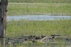 Various ducks and numerous other wildlife species can be spotted in Oneida.